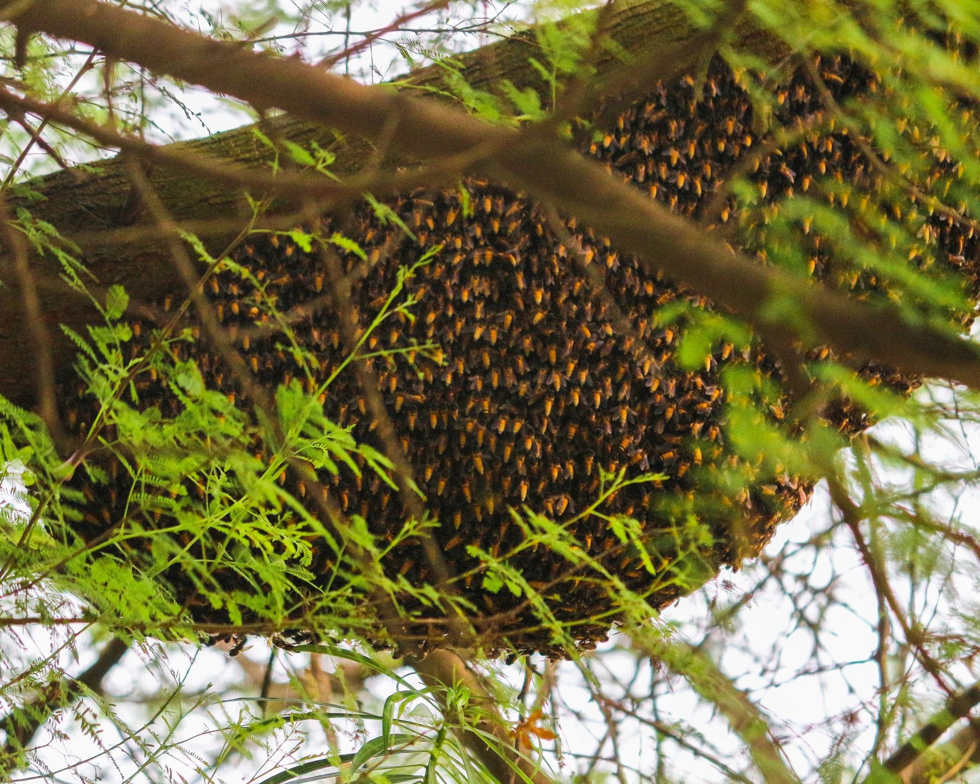 Honeycomb and bees on a tree