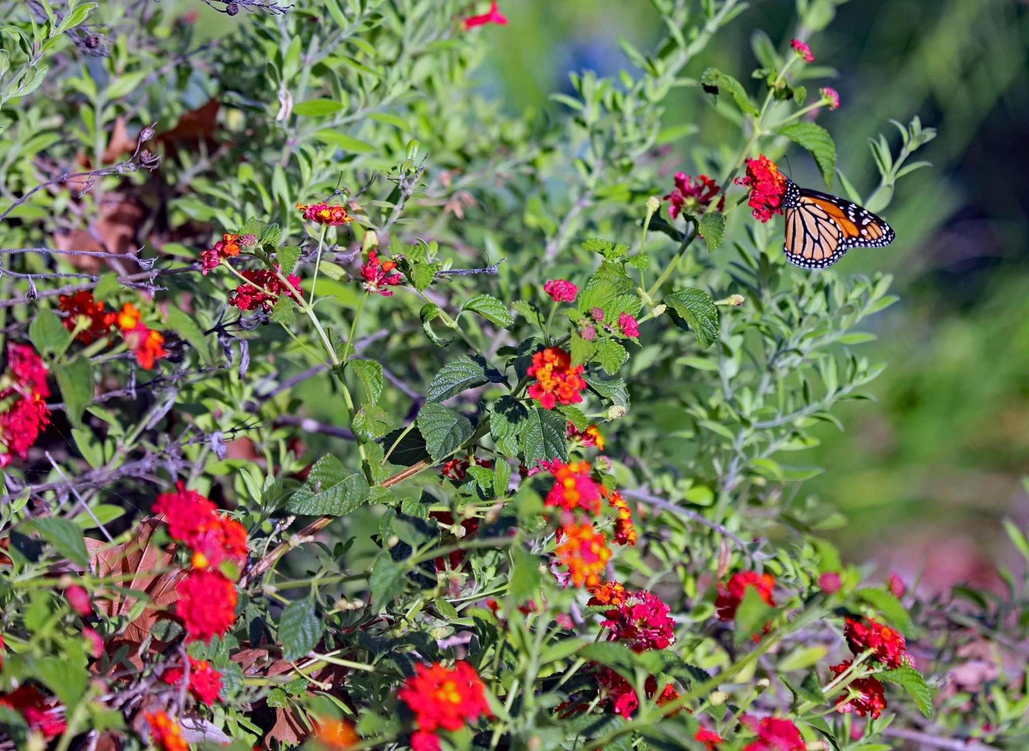 Monarch butterfly on lantana