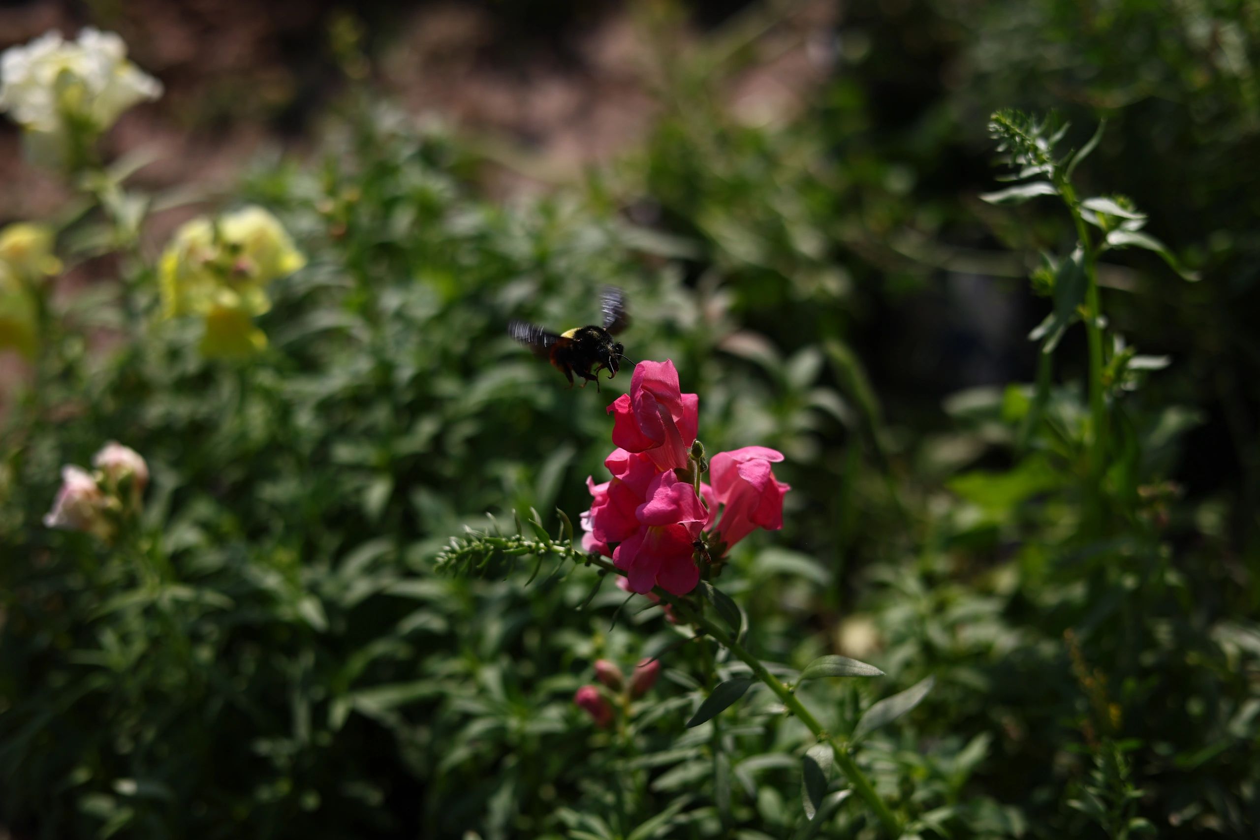 Colorful flowers in a plant nursery