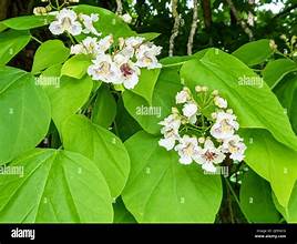 Catalpa tree leaves and seed pods