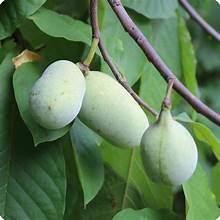 Paw paw tree foliage