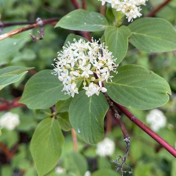 Red osier dogwood stems and foliage