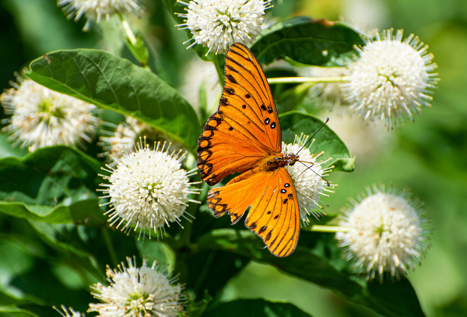 Button bush with butterfly