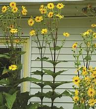 Cup plant yellow blooms