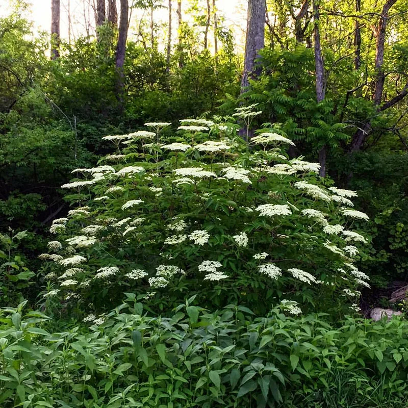 Elderberry blooms