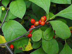 Spicebush shrub foliage