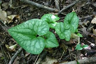Wild ginger groundcover foliage